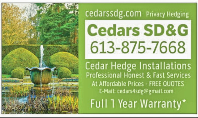 Cedar Privacy Hedges / Farm Grown Cedars  / Hedge Cedar Trees in Plants, Fertilizer & Soil in Ottawa