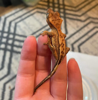 Juvenile Crested Gecko “A251”