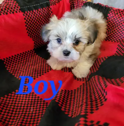 They are going fast to their new homes These little boys are all ready for their new families, they...