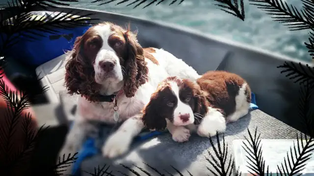 C.K.C. Registered English Springer Spaniel in Dogs & Puppies for Rehoming in Barrie - Image 5