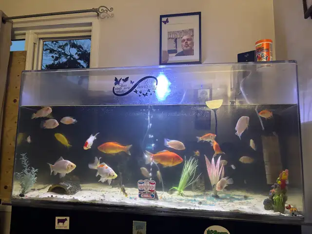 110g fish tank | Fish for Rehoming | City of Halifax | Free local ...