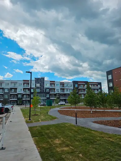 Beauty in Belmont