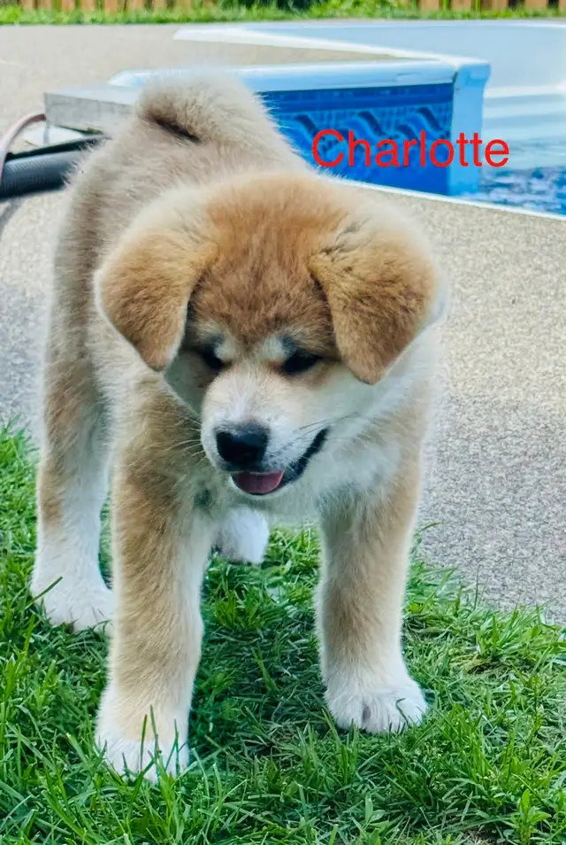 Akita Inu in Dogs & Puppies for Rehoming in Laurentides - Image 3