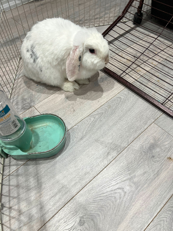 Bunnies need new home in Small Animals for Rehoming in Oshawa / Durham Region - Image 2