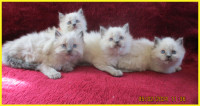 4 Adorable female Ragdoll kittens and their daddy available.