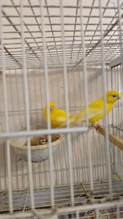 Canary for sale, View more
