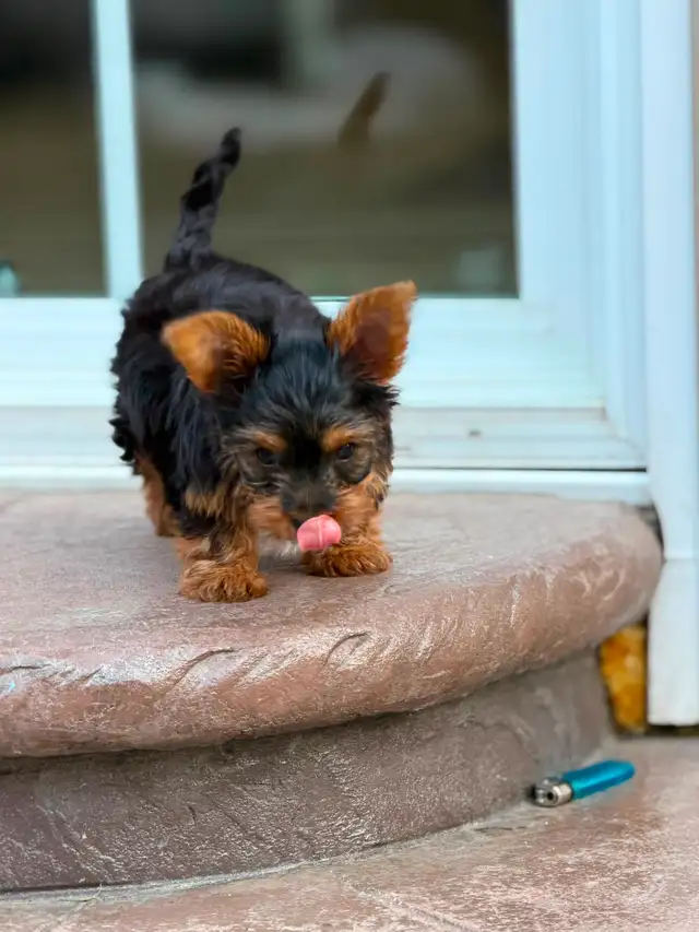 2 Toy Yorkies Puppies for sale in Dogs & Puppies for Rehoming in City of Toronto - Image 5