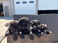 Beautiful Boxer/Labrador Mix Puppies!-3 puppies left!