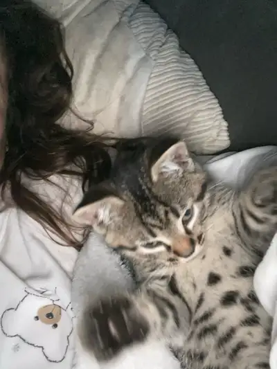 chaton mâle bengal, View more