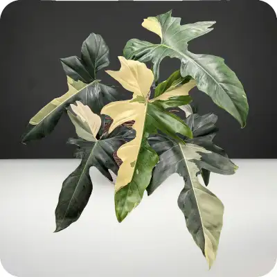 3 pots dragon philodendron variegated aurea mint albo, View more