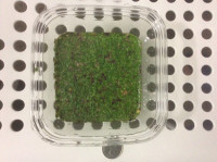 Selling floating plant, duckweed, ramshorn snail