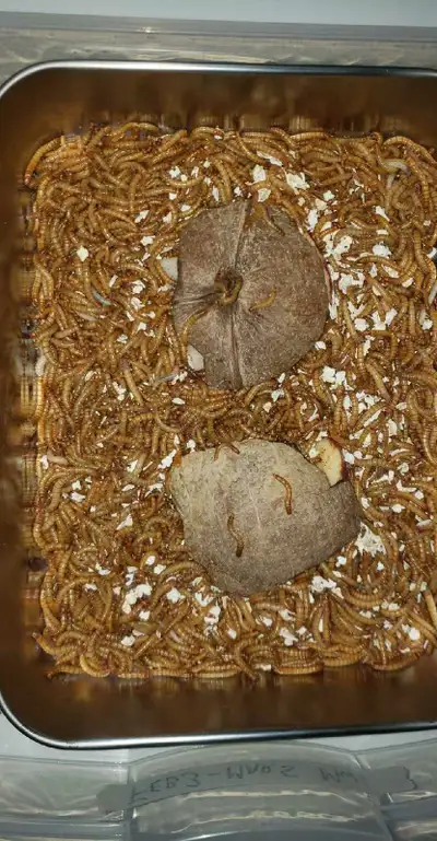 LIVE  MEALWORMS, View more