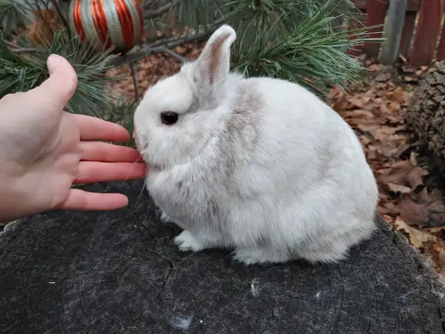 EXTRAORDINARY Baby Lionhead Bunny Rabbit in Small Animals for Rehoming in Kingston - Image 8