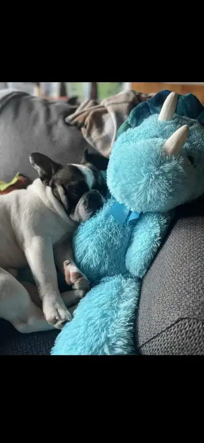 French Bulldog Rehoming, View more