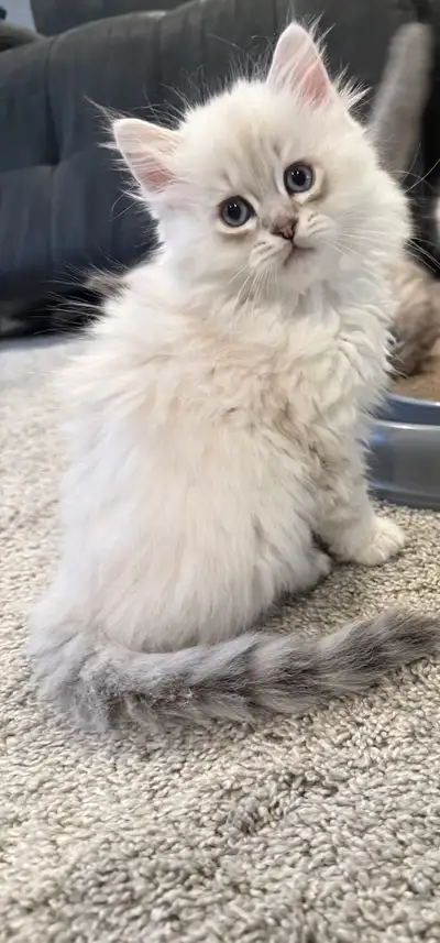 Purebred ragdoll kitten, View more