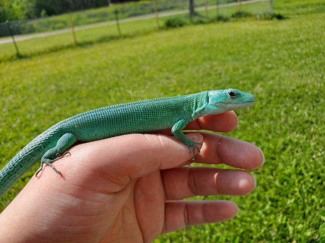 Green Keel-Belly Lizards Available to new Homes! in Reptiles & Amphibians for Rehoming in Edmonton - Image 3