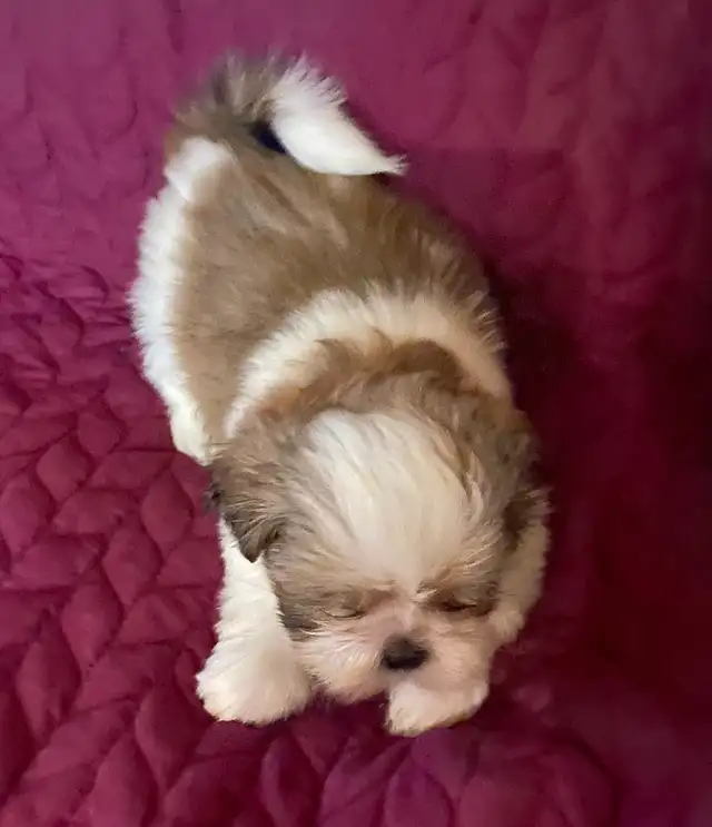 Shih tzu puppies 3 males left  born on February 3 in Dogs & Puppies for Rehoming in Norfolk County - Image 6