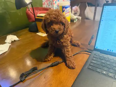 ❤️ Adorable Tiny Toy Poodle  puppies are Available ❤️, View more