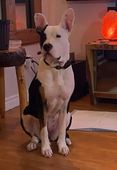 Looking for a forever home, View more