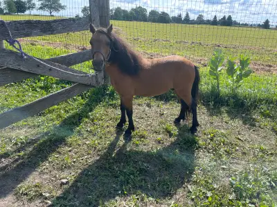 For Sale: 30” miniature stallion, View more