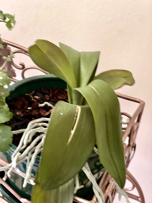 Mature Moth Orchid in Plants, Fertilizer & Soil in Calgary
