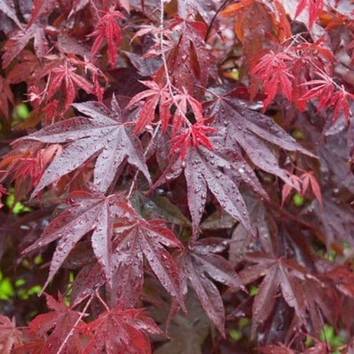 JAPANESE Maple in Plants, Fertilizer & Soil in City of Toronto - Image 4