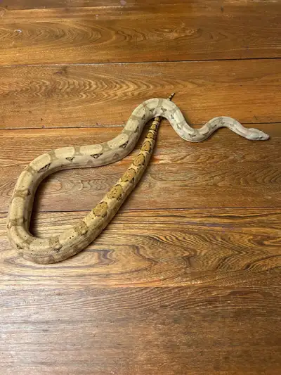 Hog Island Boa, View more