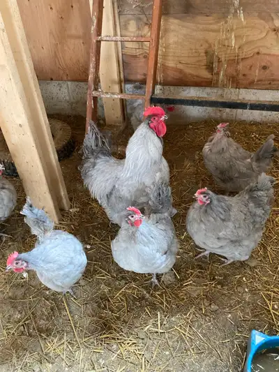 Lavender Orpington hatching eggs, View more