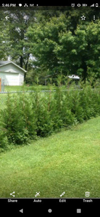 Need PRIVACY ? Call for cedar TREES TODAY !!