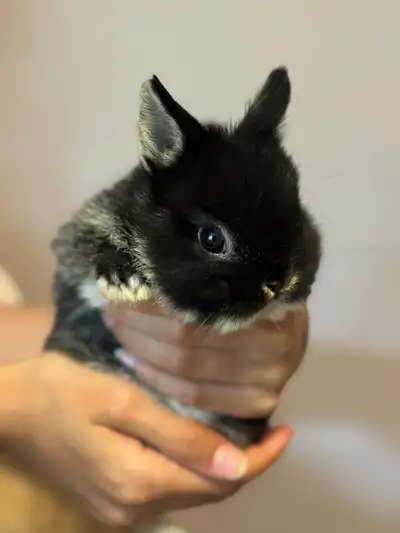Looking for Male Dwarf Bunny, View more