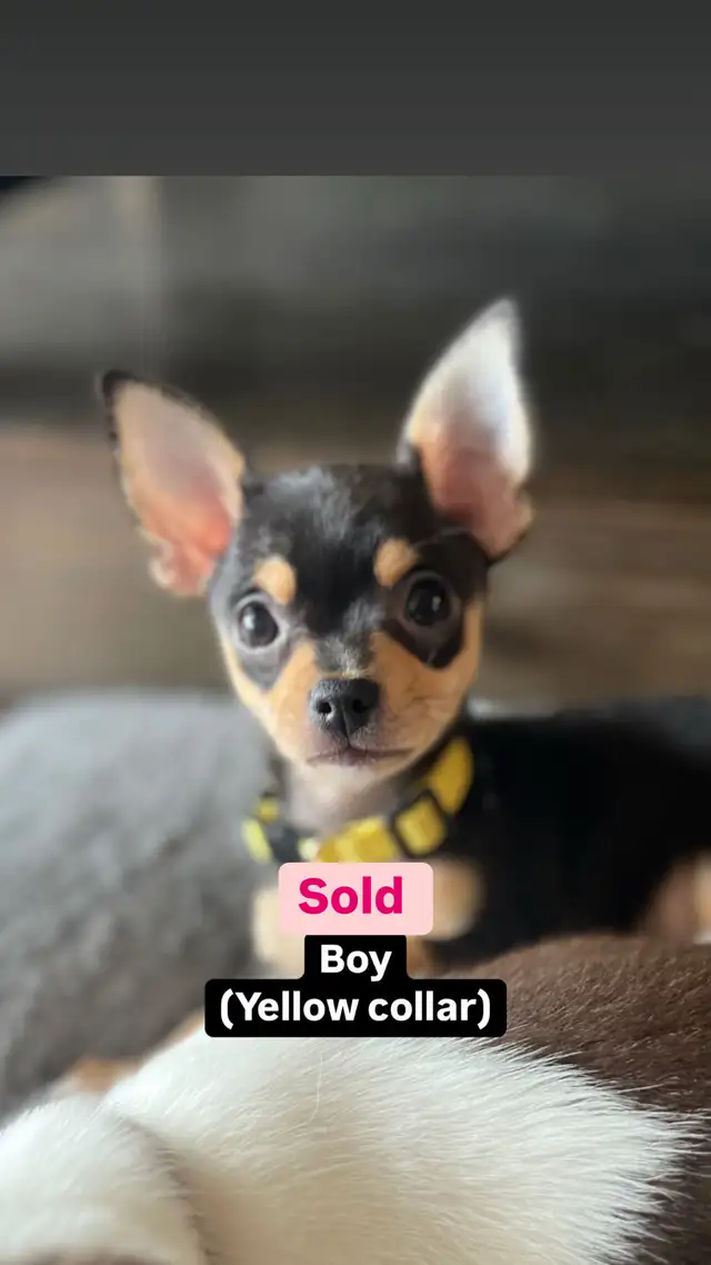 Last 2 Gorgeous pure chihuahua puppies left in Dogs & Puppies for Rehoming in Penticton - Image 10