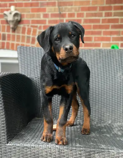 Rottweiler puppies available!, View more