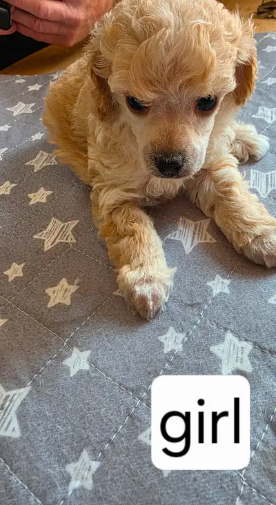 TINY TOY POODLE PUPS, View more