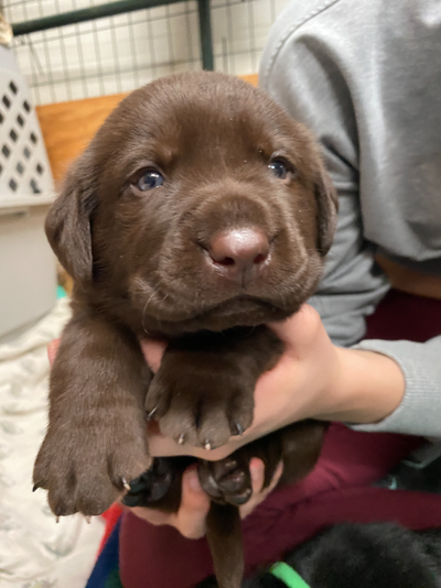 Purebred Lab Puppies, View more