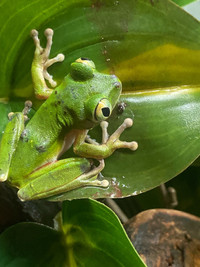 Big Eyed Tree Frogs