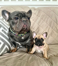 CKC Registered French Bulldog Puppies