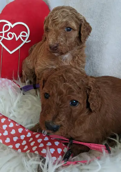 Boxing day arrivals in a variety of shades from dark red, apricot and cream/honey colored! Parents P...