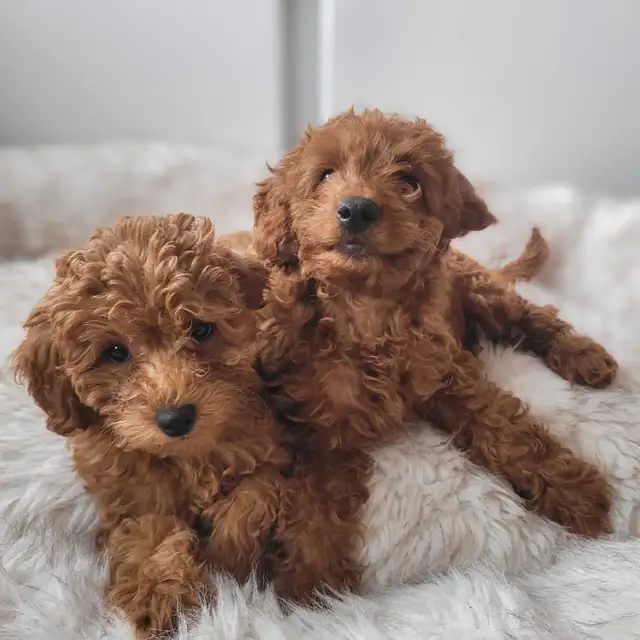 adorable miniature poodle puppies looking for new forever home in Dogs & Puppies for Rehoming in City of Toronto - Image 3