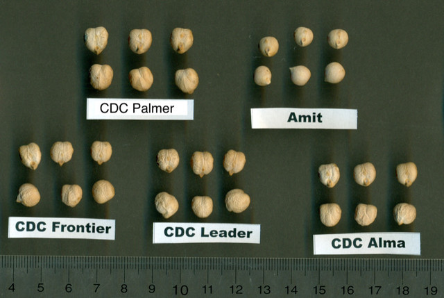 CDC Palmer Kabuli Chickpea Seed - Certified in Other in Medicine Hat - Image 2