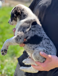 Australian shepherd mix puppies 