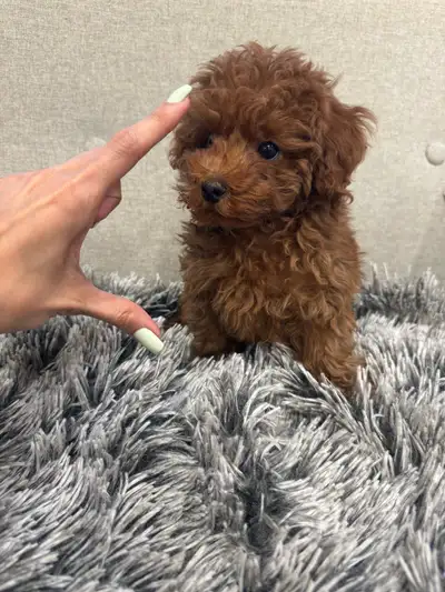 Toy Male Poodle – Red/Apricot, View more
