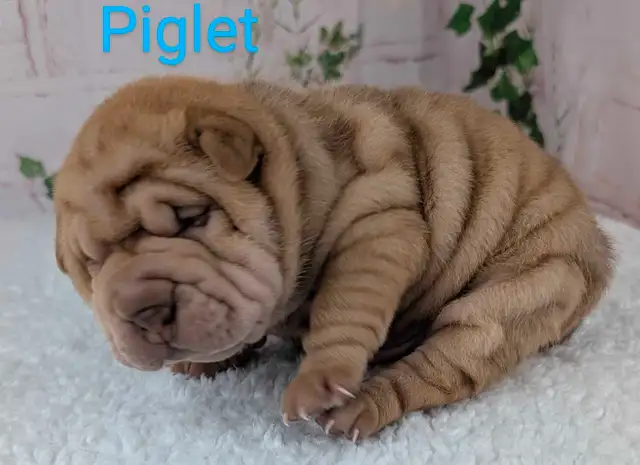 Mini Shar Pei and French Peis available! in Dogs & Puppies for Rehoming in Saint John - Image 2