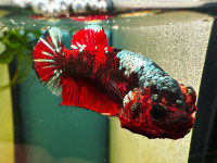 Wild Bettas Imported from Thailand for Sale