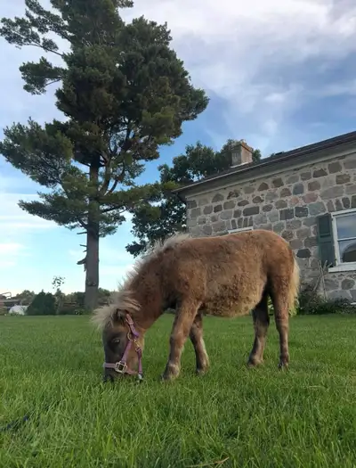 Meet Moosetracks! She’s going to be 1 in spring she's a great filly who only wants your affection. S...