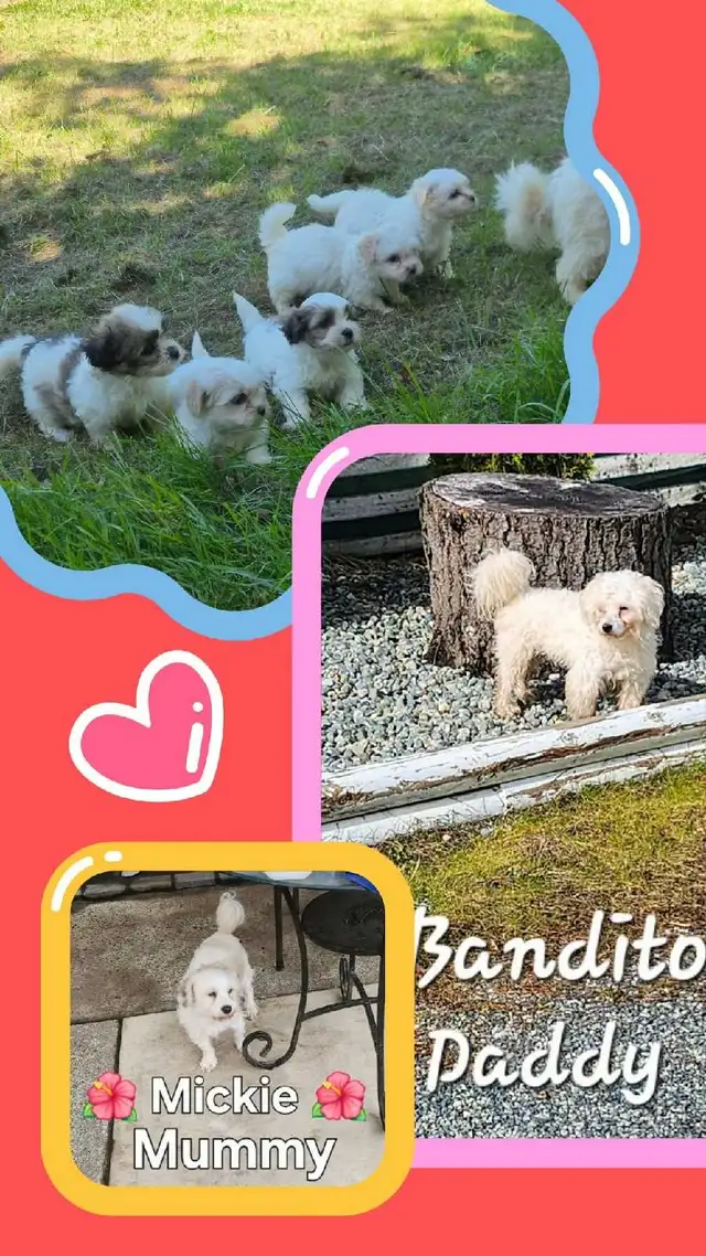♥️ READY  5 SWEET  MALTESE/SHIH TZU  PUPPIES ♥️ in Dogs & Puppies for Rehoming in Cowichan Valley / Duncan - Image 10