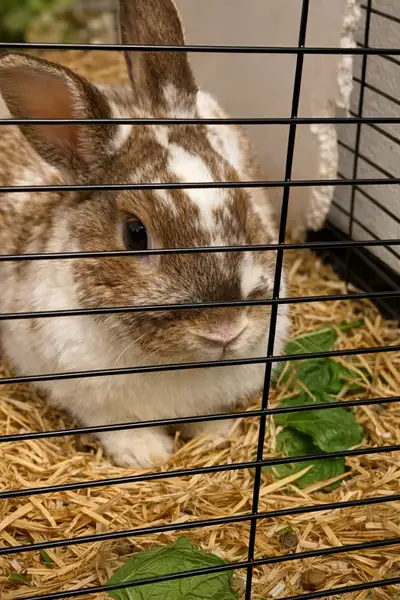 Friendly Netherland Dwarf / Rex Mix Male Rabbit – Indoor, View more