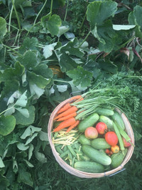 Organically grown vegetables 