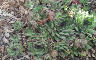 Perennial succulent plants--hardy, View more