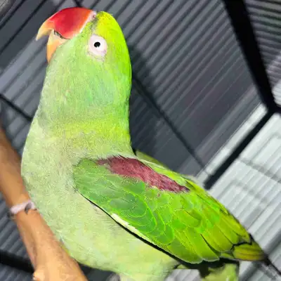 Alexandrine parakeet/ female with CAGE, View more