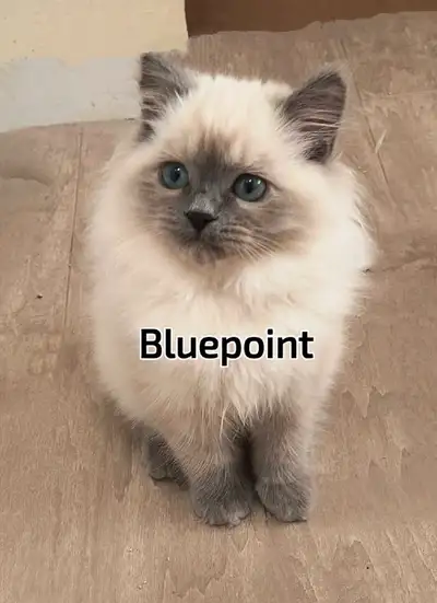 Blue Point Ragdoll is the Last Kitten Remaining from the same litter. Last two pictures are the pare...